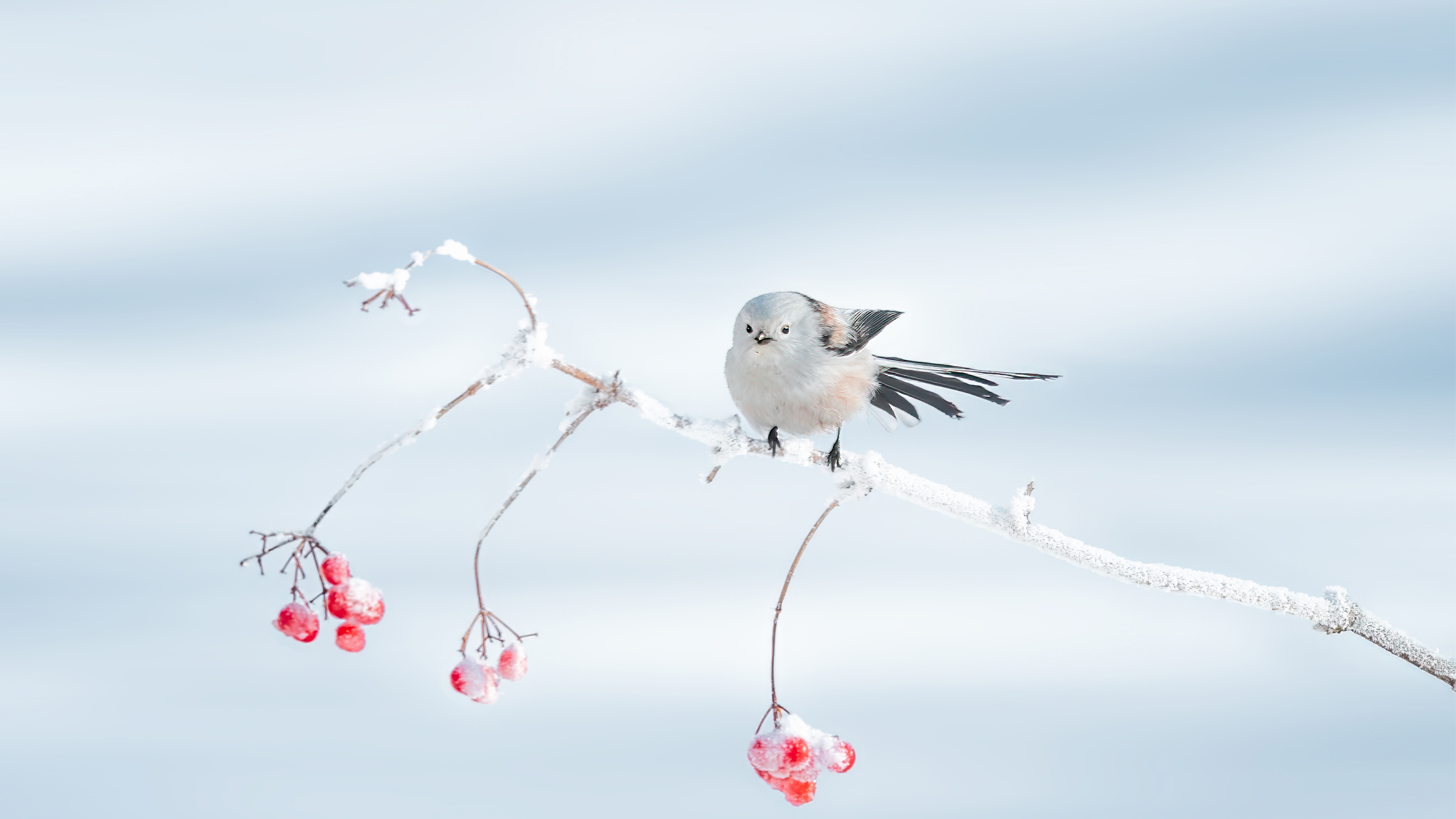 必应壁纸、必应摄影作品